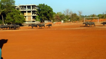 A herd of wild bulls passing by the bouncy castle in Mapusa, Goa