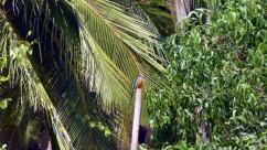 Kingfisher in Agonda, Goa