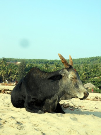 Cow at the beach in Gokarna
